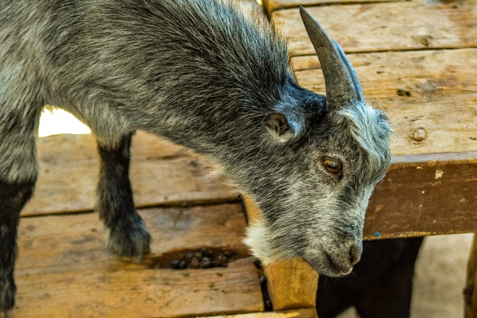 Mammal livestock nature