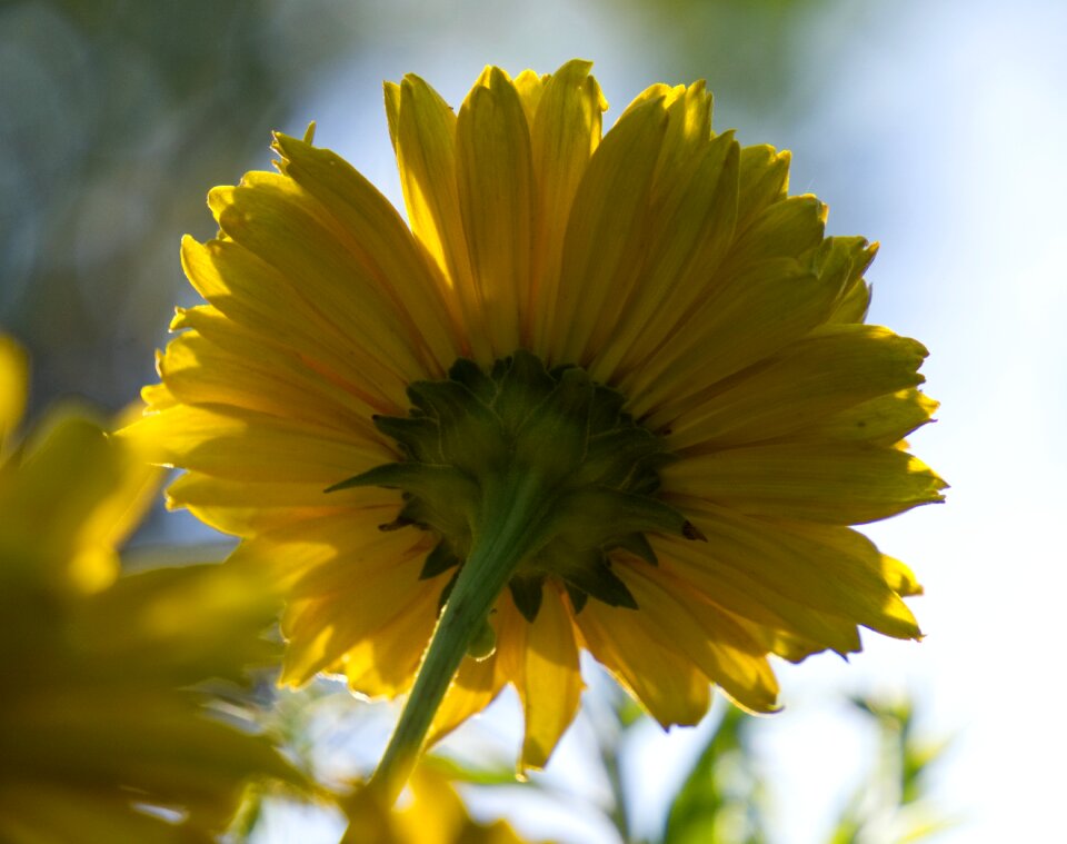 Bloom bloom nature