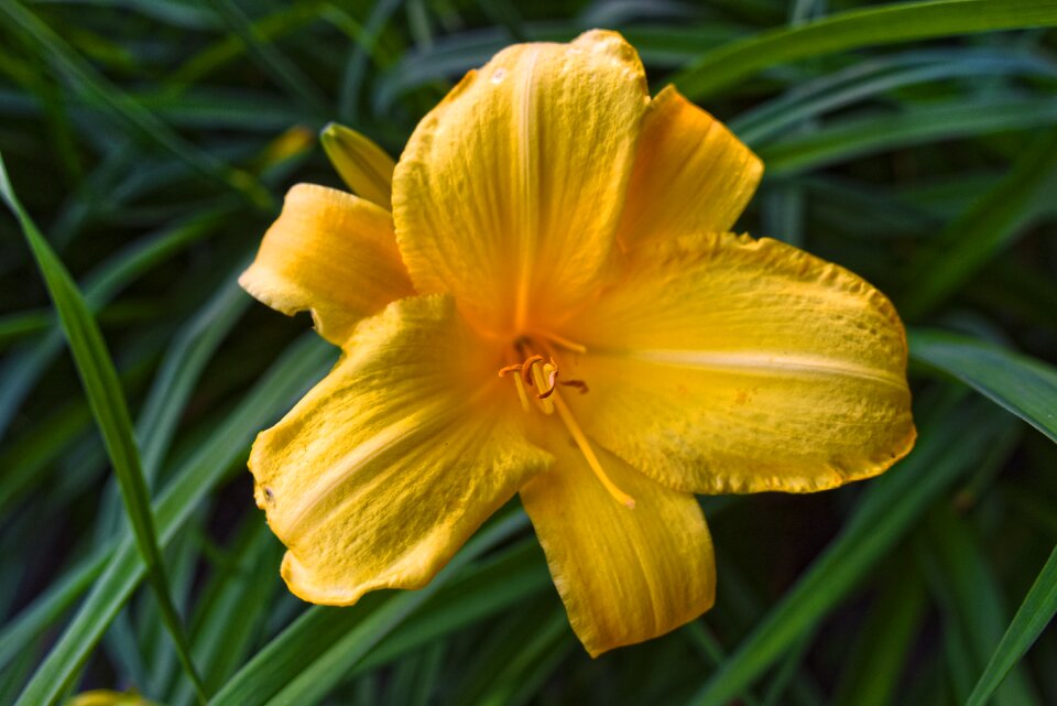 Golden splendor lilium bloom