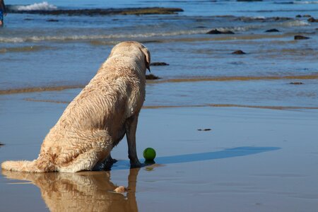 Mar beach ball