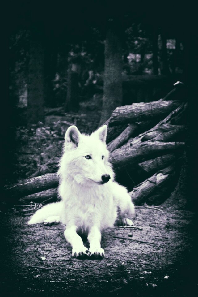 Nature animal world mysterious