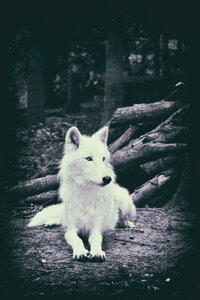 Nature animal world mysterious