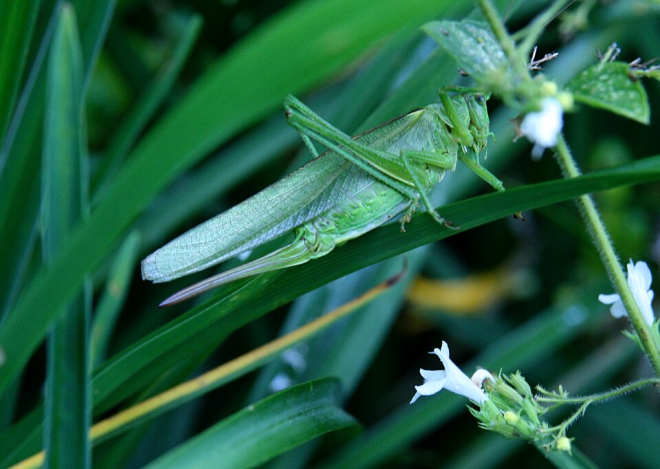 Grasshopper meadow grass