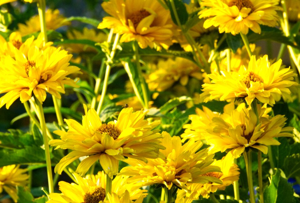 Bloom bloom nature
