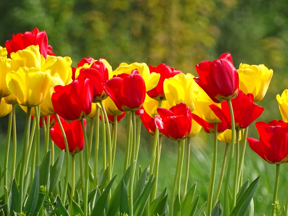 Colorful holland nature