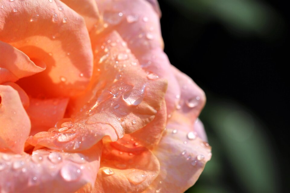 Flower morning fresh