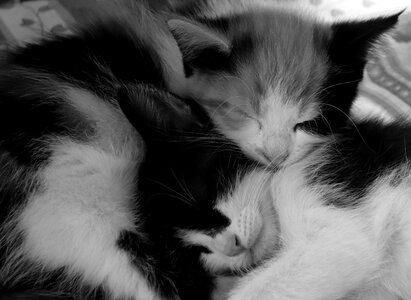 Cute kitten domestic cat