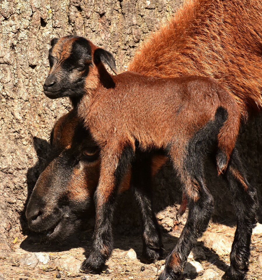 Young animal newborn cute