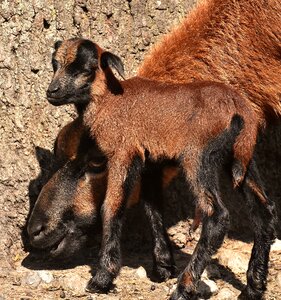 Young animal newborn cute