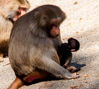 Monkey young animal mammal photo