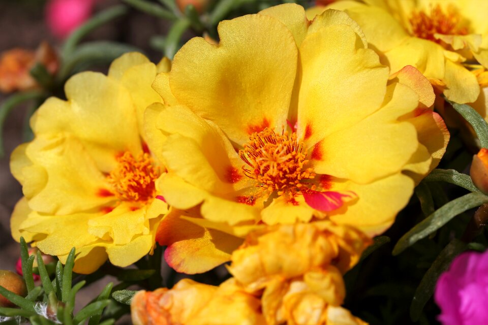 Macro spring blossom