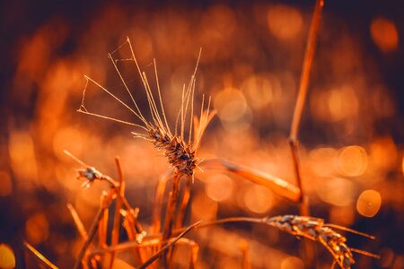 Grain ear bright