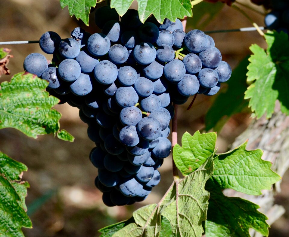 Rebstock ripe winegrowing