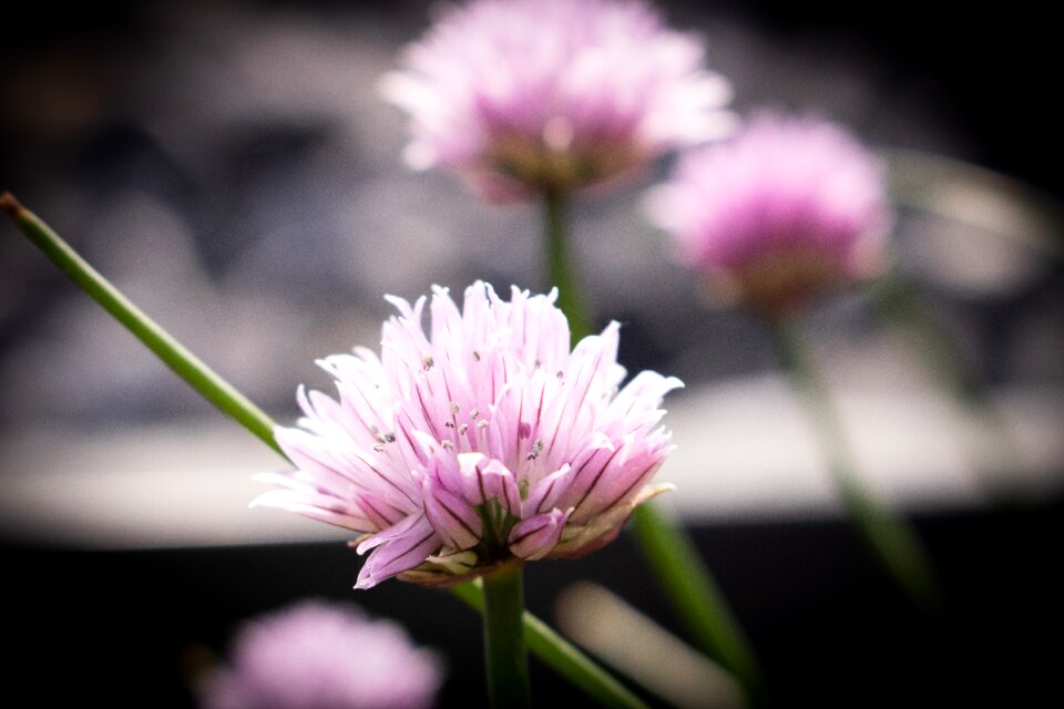 Pink flowers spring flower flowers