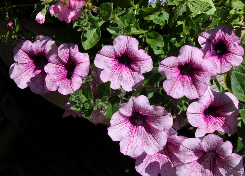 Blossom summer garden