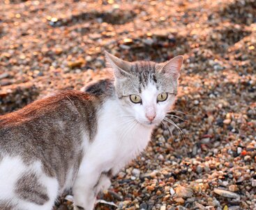 Alley cat nature sand
