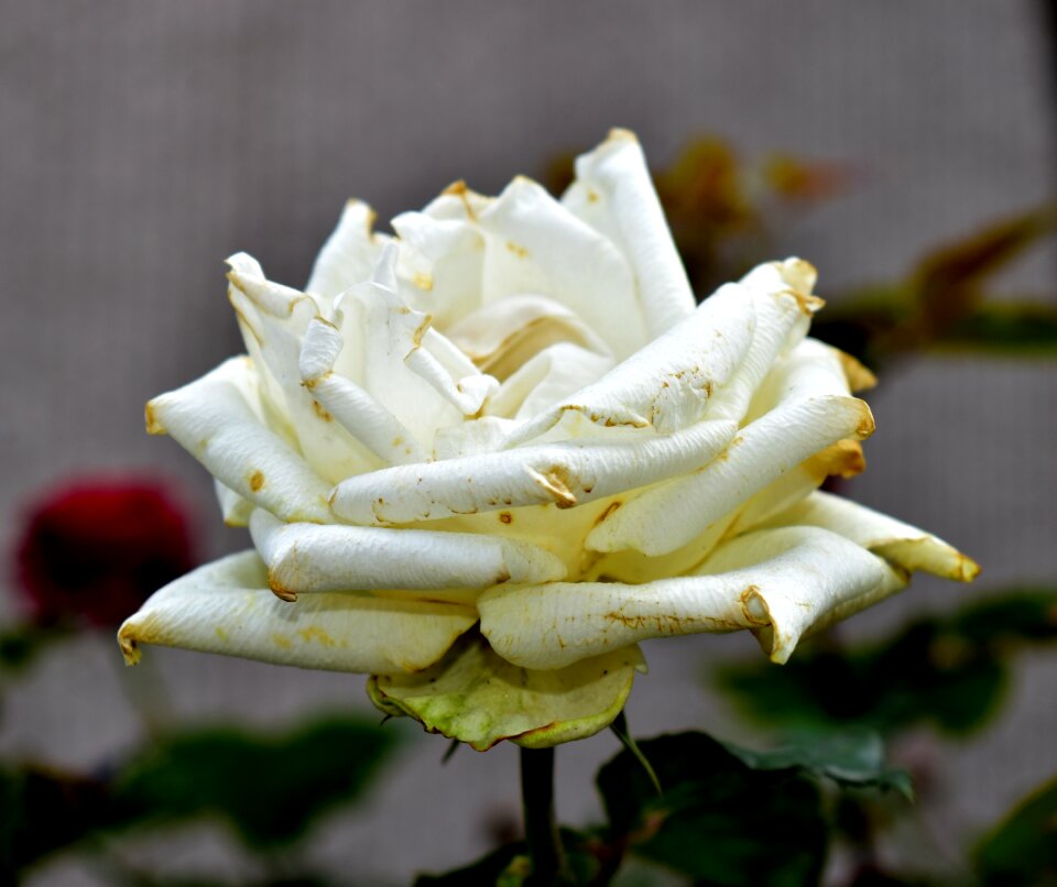 Plant flowering flowers