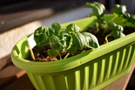 Basil herb Free photos