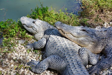 Gator reptile predator