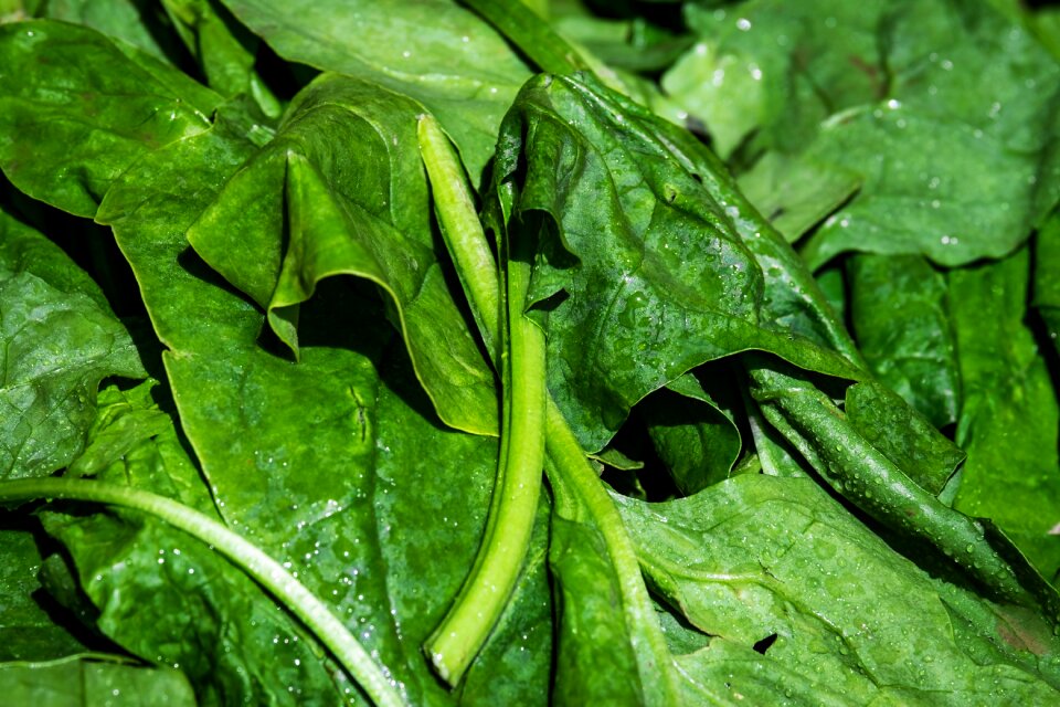 Leaves fresh vegetables spinach