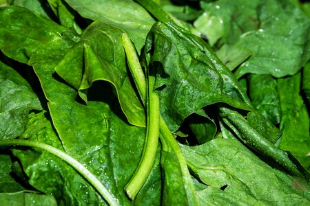 Leaves fresh vegetables spinach photo