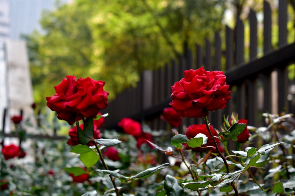 Plant flowering flowers