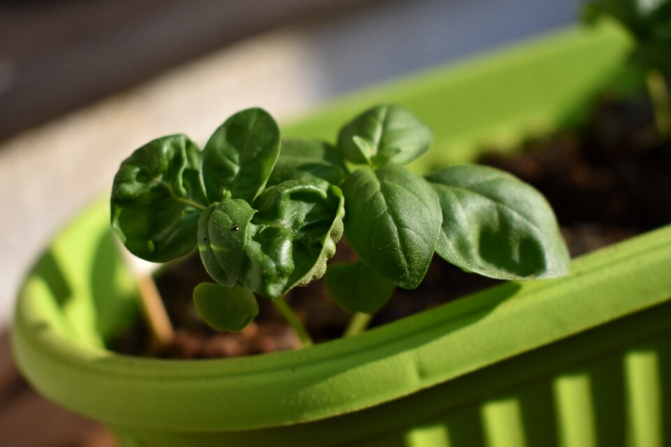 Basil herb Free photos