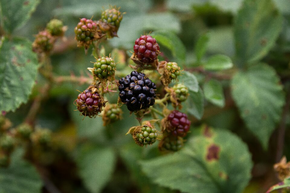 Wild fruits bush jam