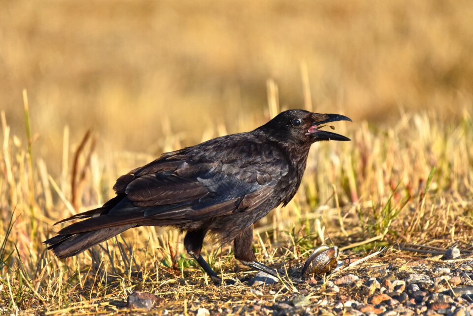 Corvus wildlife plumage