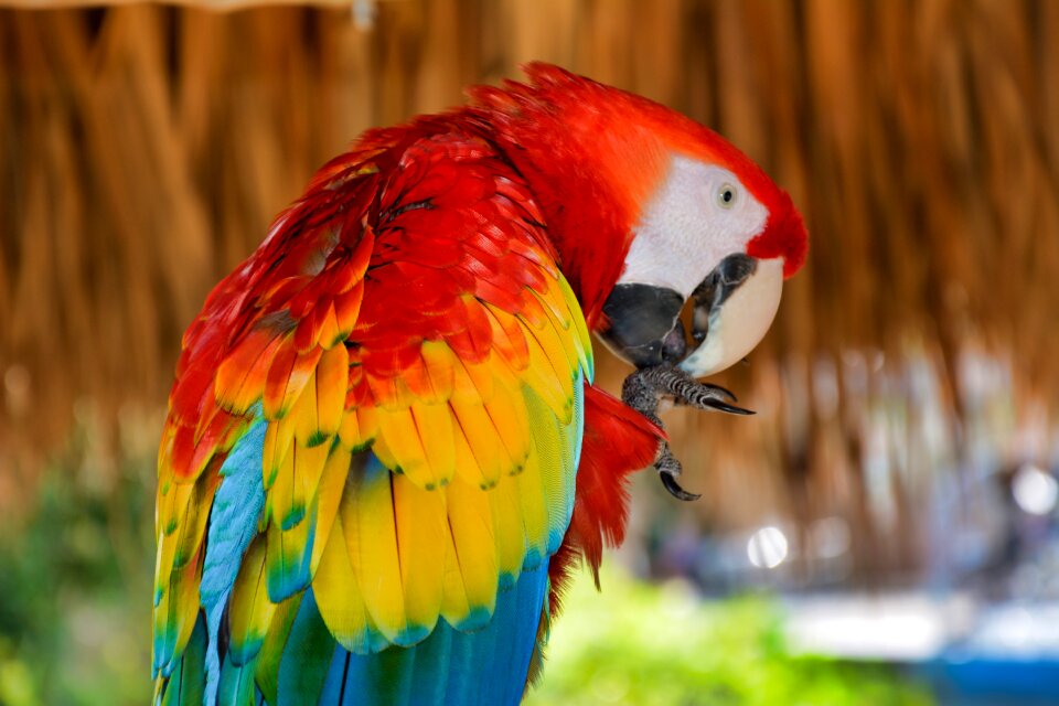 Exotic fauna tropical