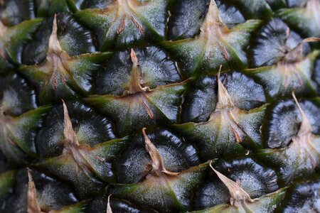 Pineapple fruit Free photos