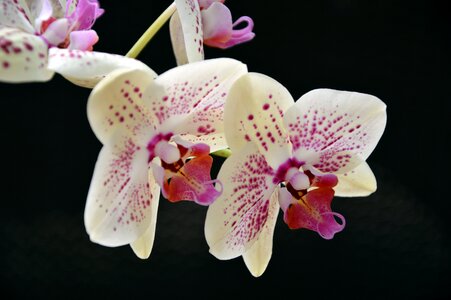 Flowers bloom flower