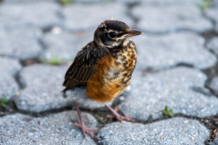Bird sparrow baby photo