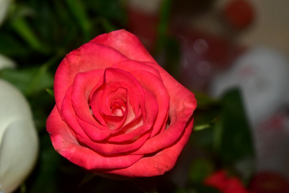 Romantic beauty flowers