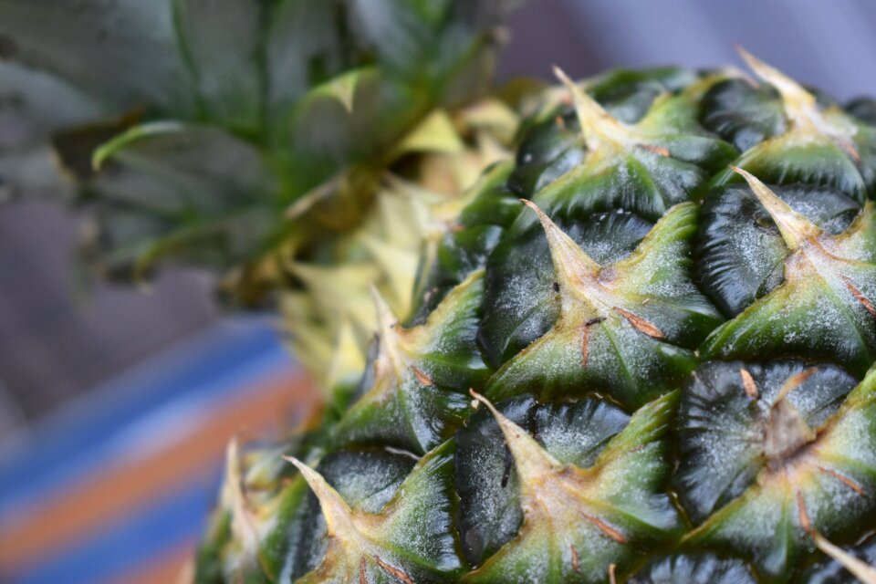 Pineapple fruit Free photos