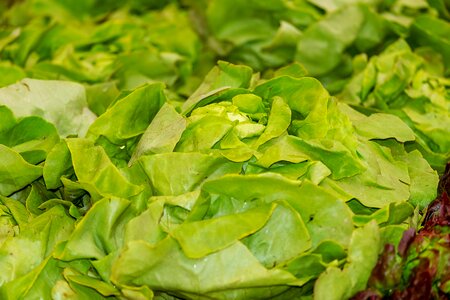 Fresh healthy lettuce photo