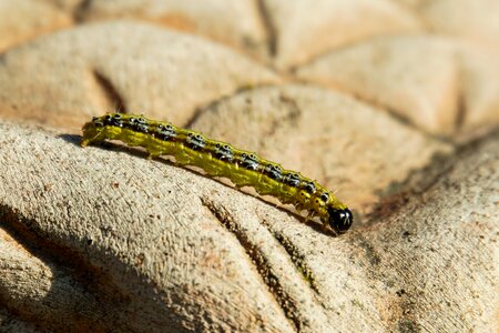 Caterpillar pest cydalima perspectalis