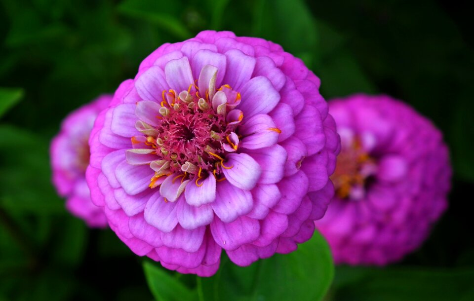 Nature garden macro