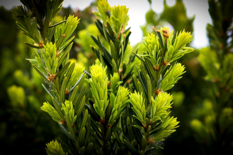 Leaf landscape branch