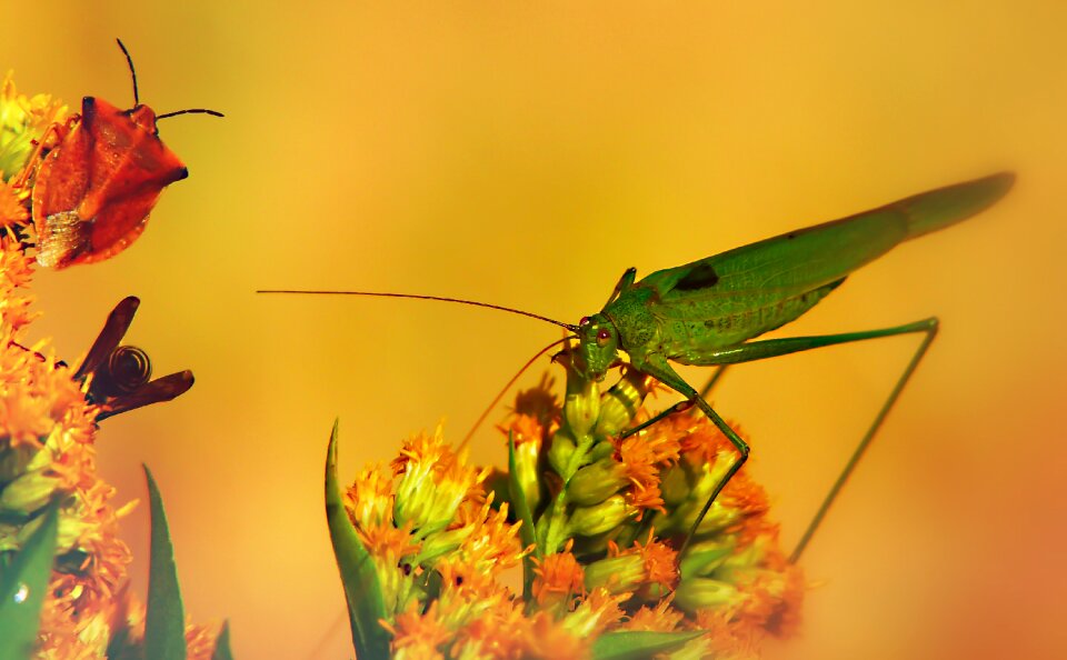Pluskwiak insects animals