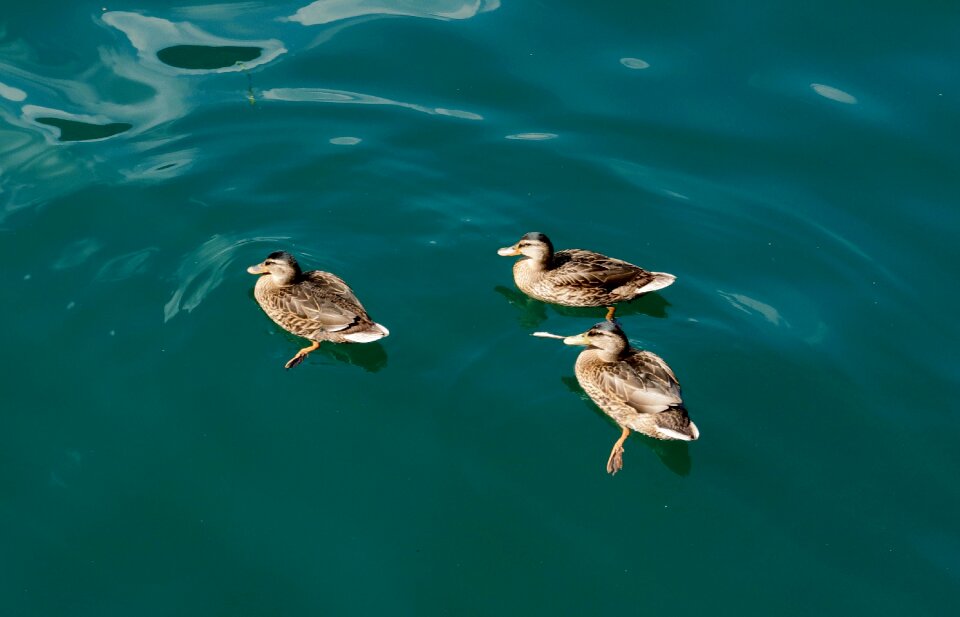 Duck swim water