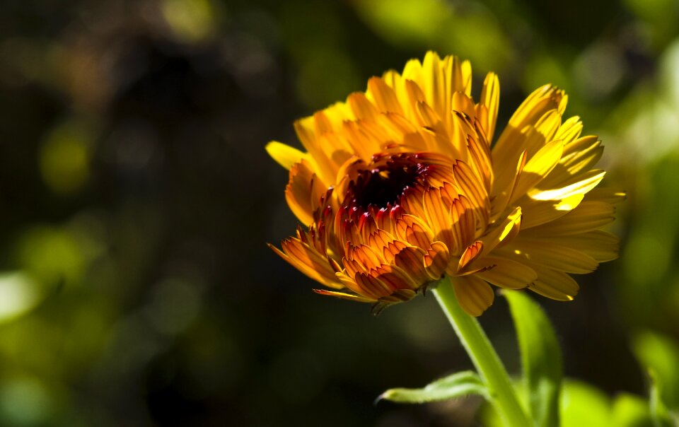 Gerbera orange garden photo