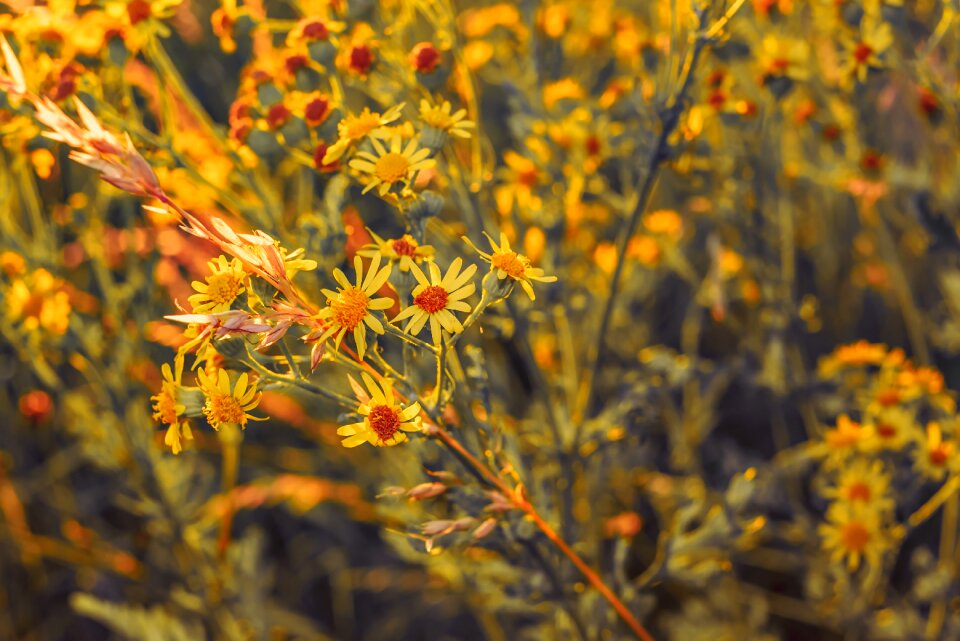 Flowers yellow poisonous plant