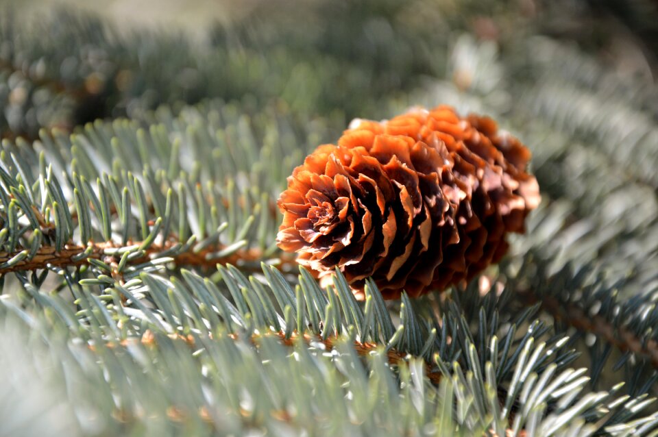 Conifer needles tannenzweig
