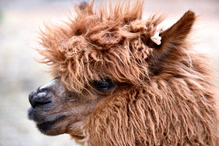 Mammals andes hair photo