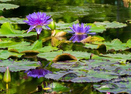 Garden pond bloom aquatic plant photo