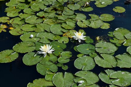 Pond nature water