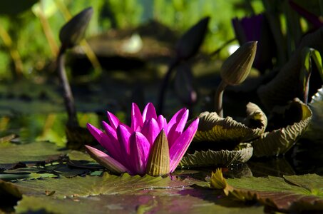 Blossom bloom pond