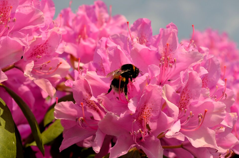 Bloom insect pink