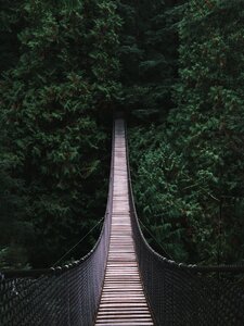 Trees bridge nature photo